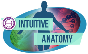 Logo corso ThetaHealing Anatomia intuitiva