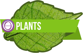 Logo corso ThetaHealing Thetahealing piante