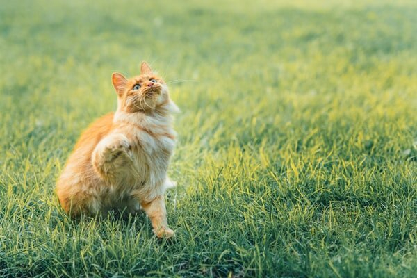 Foto di un gatto. Corsi introduttivi Simba